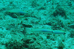 Ptereleotris monoptera