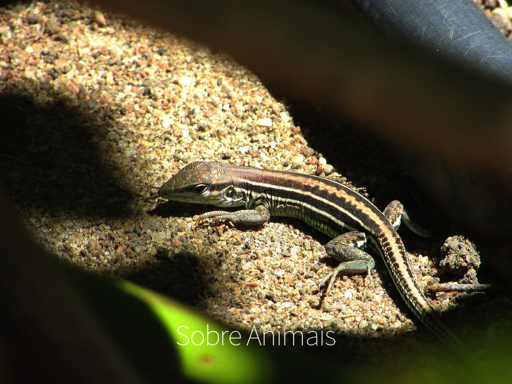 Linhares Whiptail (Ameivula nativo)