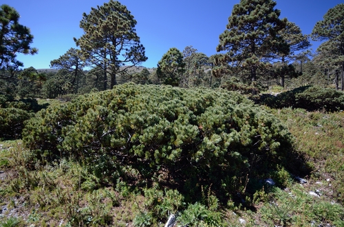 Potosi pinyon