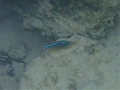 Chrysiptera unimaculata