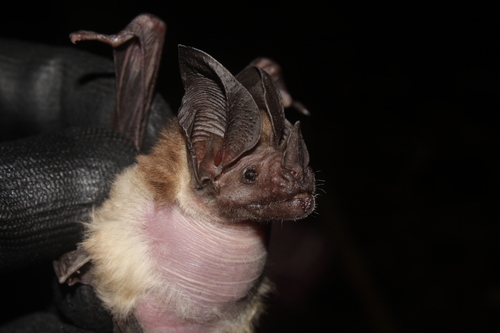 Schulz's Round-eared Bat