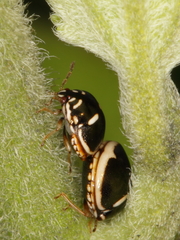 Coptosoma variegatum