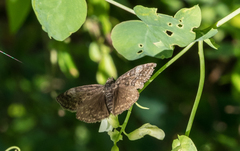 Erynnis icelus