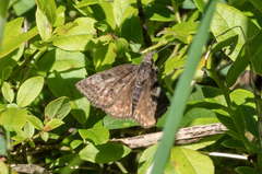 Erynnis icelus