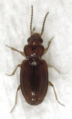 Pericompsus australis