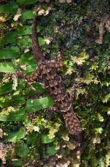 Gonatodes concinnatus