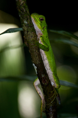 Enyalioides laticeps