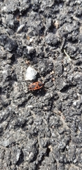Pyrrhocoris apterus