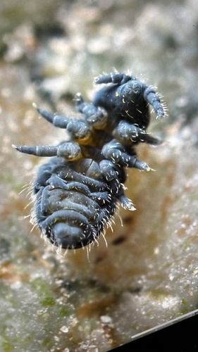 Seashore Springtail, photo 4 of 8