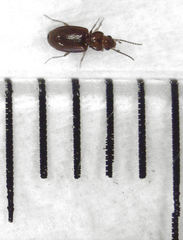 Pericompsus australis