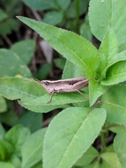 Acrididae