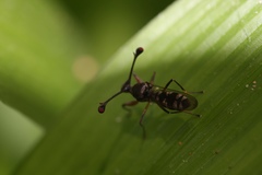 Diasemopsis aethiopica