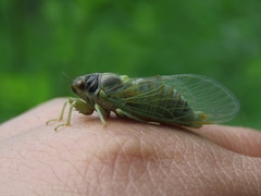 Cicadetta montana