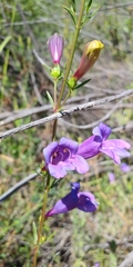 Penstemon heterophyllus