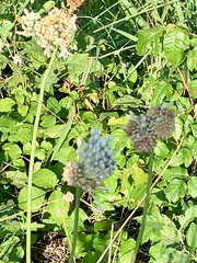 Allium schoenoprasum