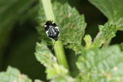 Tritomegas sexmaculatus