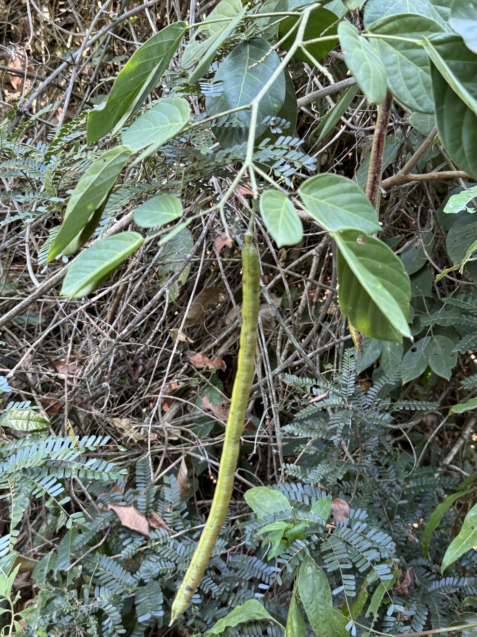 Senna affinis