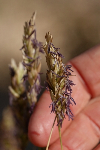 Image of Poa billardierei by (c) Max Campbell, some rights reserved (CC BY)
