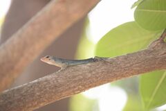 Common Emo Skink photo 2