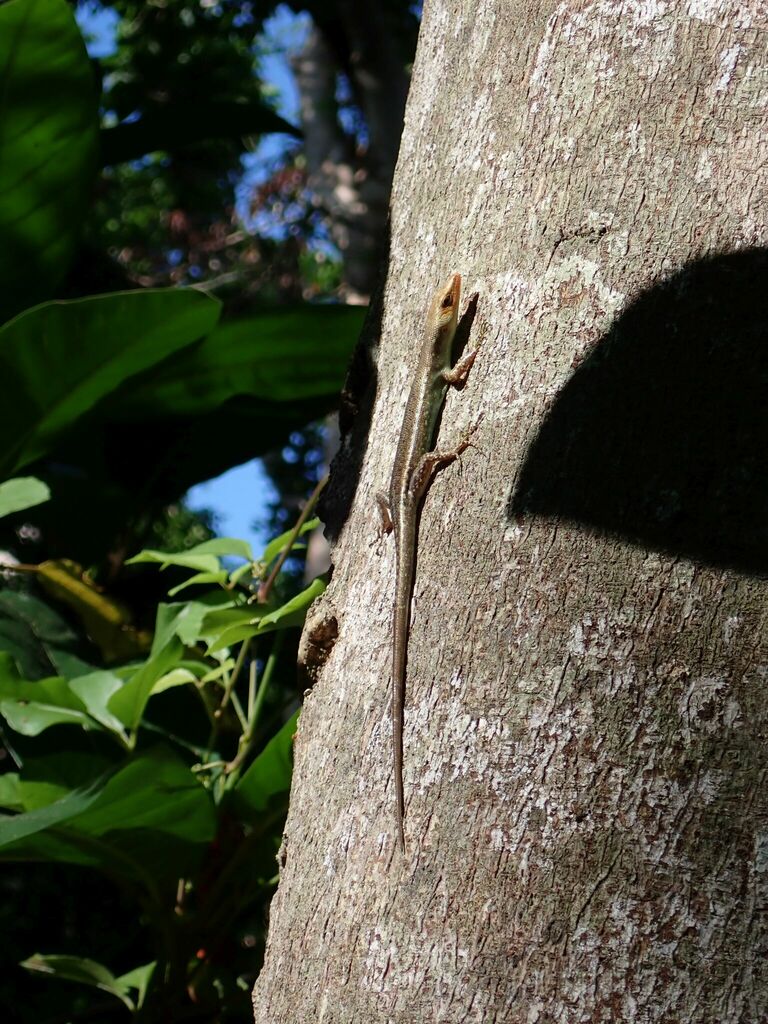 Common Emo Skink