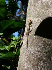 Common Emo Skink photo 1