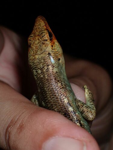 Common Emo Skink, Emoia erronan