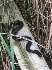 Nerodia sipedon williamengelsi