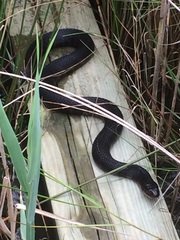 Nerodia sipedon williamengelsi