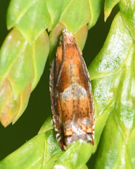 Ancylis apicana