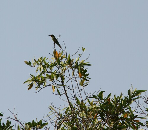 Blue-cheeked Bee-eater