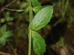 Epilobium amurense