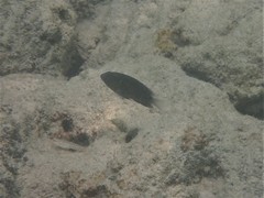 Pomacentrus grammorhynchus