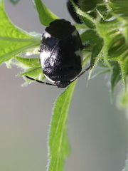 Tritomegas sexmaculatus