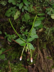 Epilobium amurense