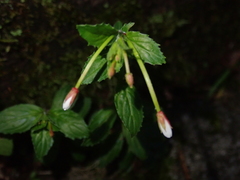Epilobium amurense