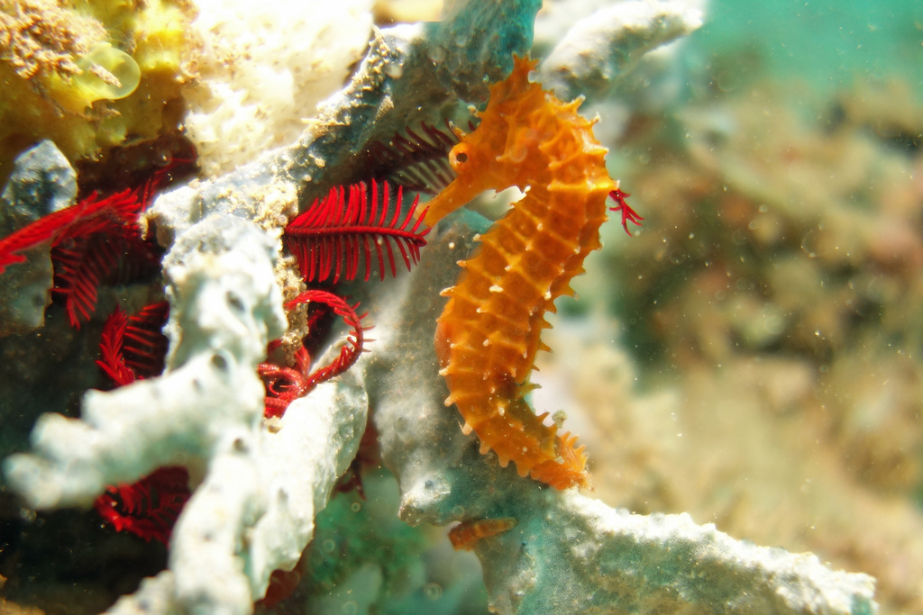 Narrow-Bellied Seahorse