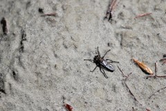 Lasiopogon