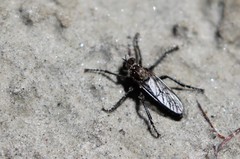 Lasiopogon