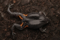 Surinam Oval Frog photo 3