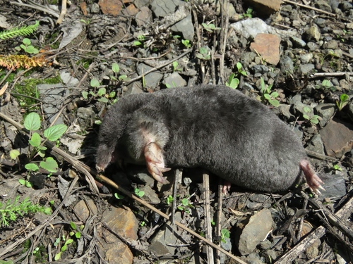 Altai Mole