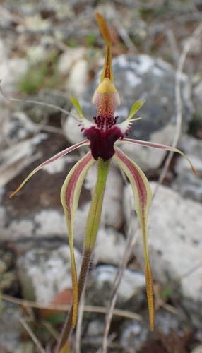 Image of Caladenia dilatata by no rights reserved