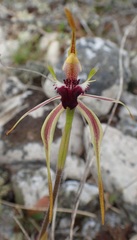 Caladenia dilatata