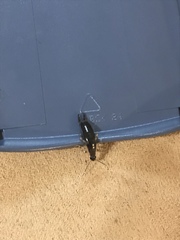 Euborellia cincticollis