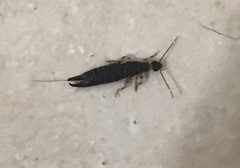 Euborellia cincticollis