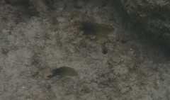 Chrysiptera unimaculata