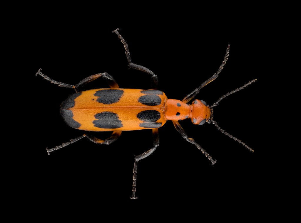 Pyrota Lineata Pyrota in August 2024 by Ben Gruver · iNaturalist