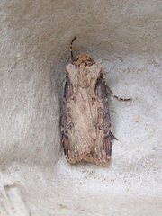 Agrotis stigmosa