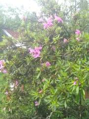Rhododendron kanehirai