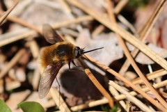 Bombylius mexicanus