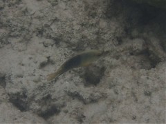 Chrysiptera unimaculata